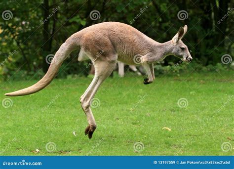 Red Kangaroo Jumping Stock Image Image Of Looking Tale