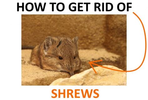 How To Get Rid Of Shrews Naturally 2022 Bugwiz