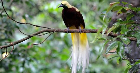 Bird Of Paradise - A-Z Animals