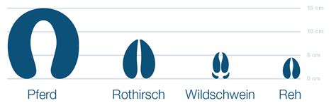 Detail Tierspuren Im Schnee Kaninchen Koleksi Nomer