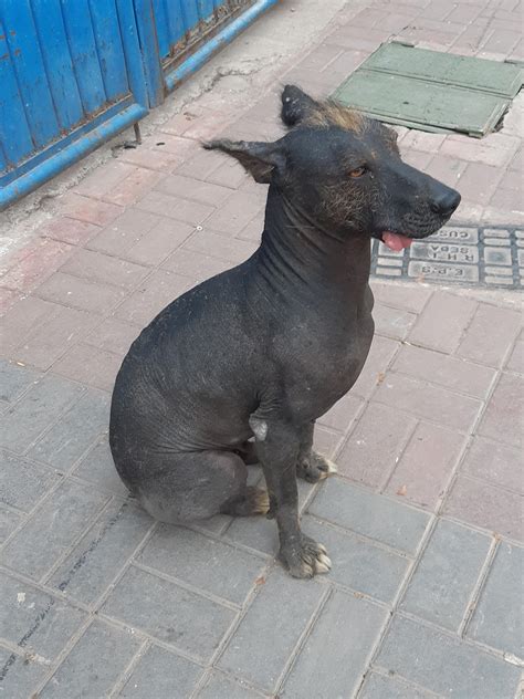 I found Dante from 'Coco' on the streets of Cusco! : r/rarepuppers