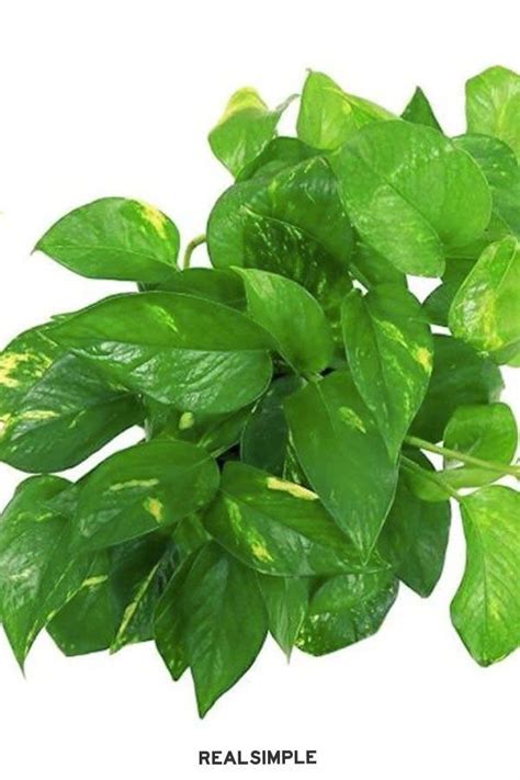 9 Pretty Pothos Plants That Are Almost Impossible To Kill Hanging