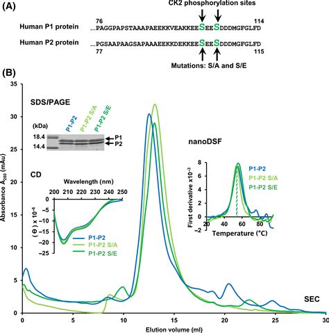 Phosphorylation Of The Conserved Cterminal Domain Of Ribosomal P