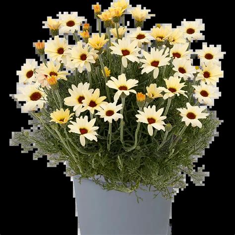 Rhodanthemum Zagora Yellow Cm Cowell S Garden Centre Woolsington