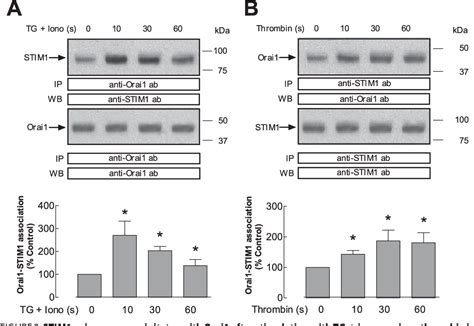 Figure 2 From Orai1 Mediates The Interaction Between STIM1 And HTRPC1