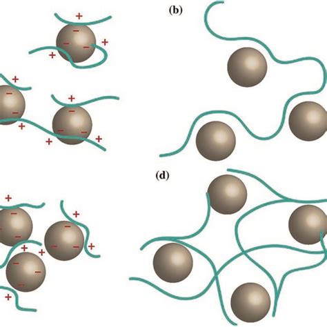 Bioflocculation Mechanism A Charge Neutralization B Bridging C