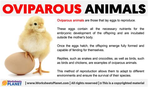 What are Oviparous Animals?