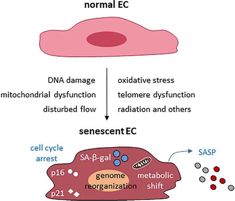 Frontiers Vascular Endothelial Senescence Pathobiological Insights