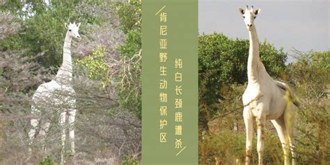 【新闻】肯尼亚2只稀有纯白长颈鹿遭偷猎者杀害！现全球仅剩一只！野生动物保育人员深感痛心！