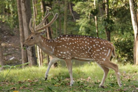 Gambar Foto Hewan: gambar rusa di hutan