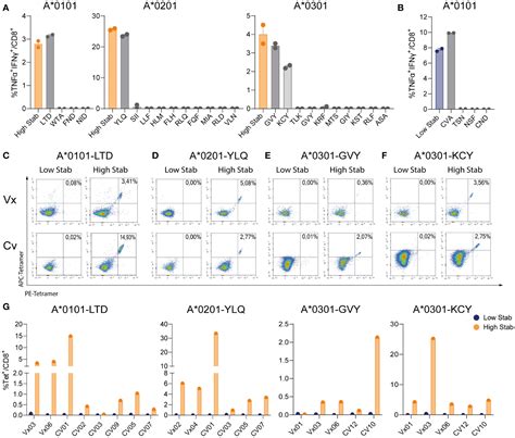 Frontiers Impact Of Peptide Hla Complex Stability For The