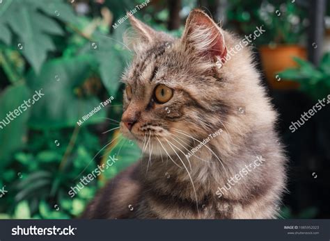 Persian Cat Playing Yard Cute Little Stock Photo 1985952023 Shutterstock