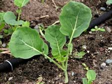 How Do You Plant Broccoli Seeds LaptrinhX News