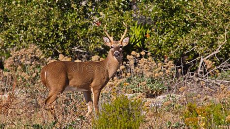 8 Point Buck Bedded stock image. Image of rack, fall, buck - 90733