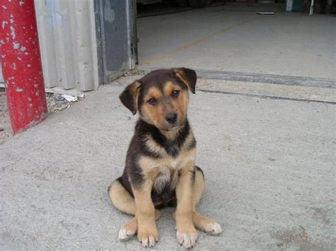 14 Incredibly Cute Pictures Of Indian Stray Dogs Thatll Brighten Your