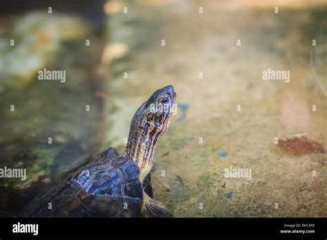 The northern river terrapin (Batagur baska) is a species of riverine ...