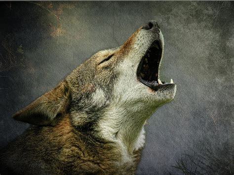 Wolf Howl Photograph by Steve McKinzie | Fine Art America