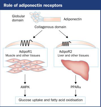 Adiponectin Linking The Fat Cell To Insulin Sensitivity The Lancet