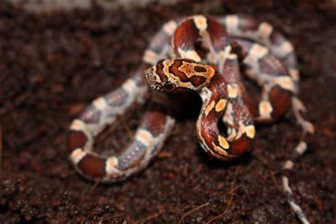 Perfect Tips About How To Get A Baby Corn Snake Eat Makepanic42