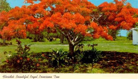 Florida’s Beautiful Royal Poinciana Tree – Global Postcard Sales