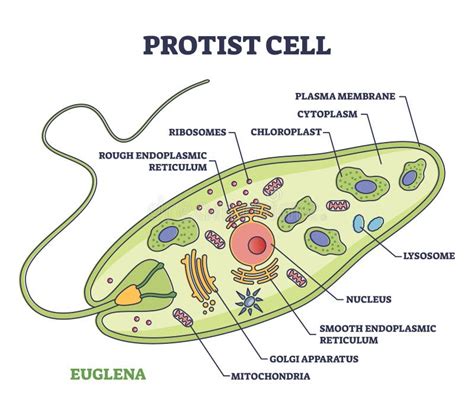 Protista Cell Kingdom Protista Protist Protoctista Reino Pro