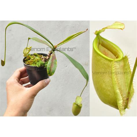 Jual Ve Nepenthes Zelva Treubiana X Ampullaria Kantong Semar