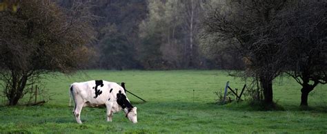 Dairy Cows Grazing