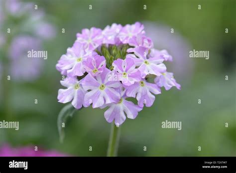 Verbena Lanai Lavender Stock Photo Alamy