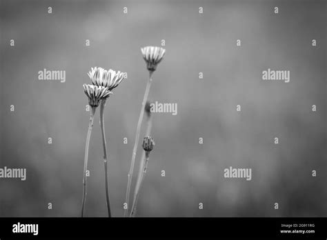 Wild flora, flowers in spring in the Pampas landscape, La Pampa ...