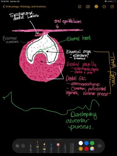 Chapter 6 Tooth Development And Eruption Flashcards Quizlet