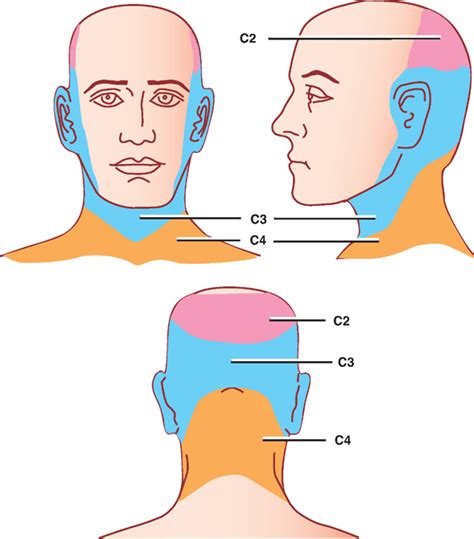 C2 Dermatome