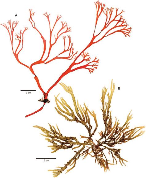 Species Of Gracilaria A Gracilaria Tepocensis Habit Jn 5356 Us