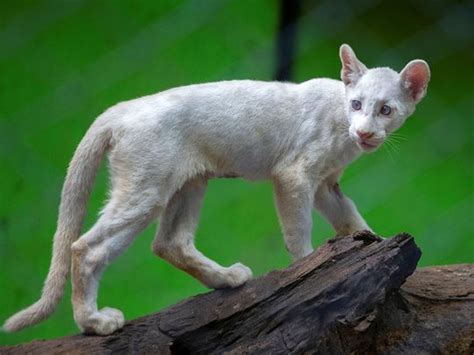 Photos: Nicaragua zoo's 4-month-old rare albino puma | News-photos ...