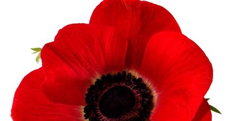 PicturesPool: Remembrance Day | Poppy Day Greetings,Wishes