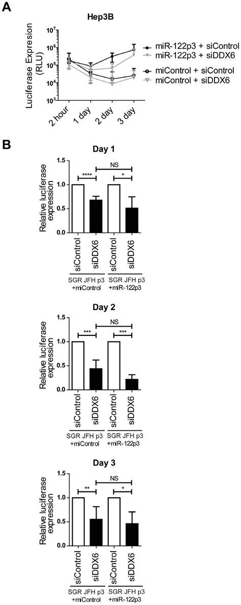 Both Mir 122 Dependent And Mir 122 Independent Hcv Sgr P3 Rna