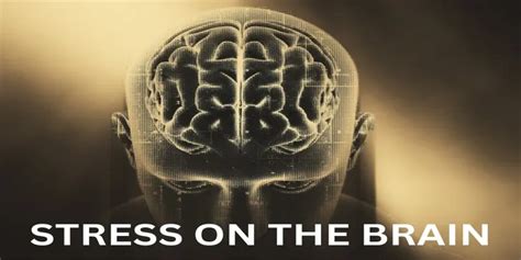 Stress On The Brain 5 Tips To Overcome Effects Of Stress On The Brain