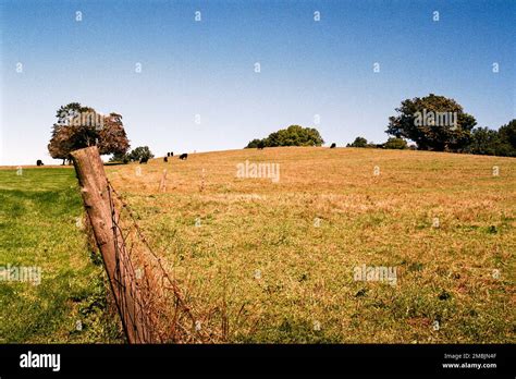 Golden Grazing Land On Gibbet Hill With Black Cows In The Background In