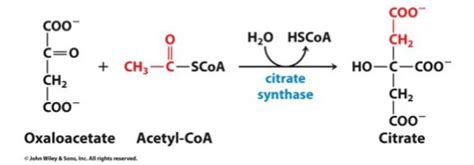 Tca Cycle Biochem Flashcards Quizlet