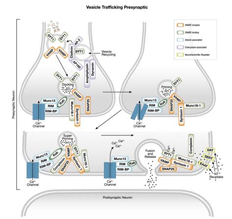 Neurotransmitters Receptors And Transporters