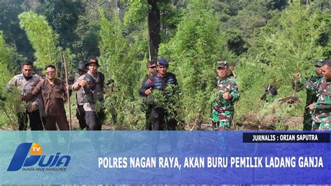 Polres Nagan Raya Akan Buru Pemilik Ladang Ganja YouTube