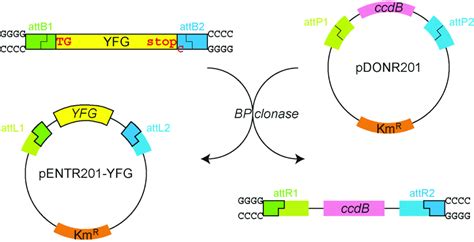 Principe de la réaction BP Le mélange enzymatique BP clonase