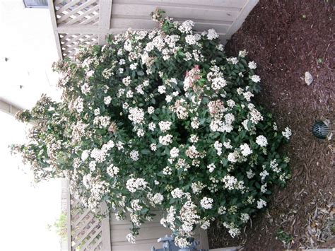 Plantfiles Pictures Walters Viburnum Small Leaf Arrowwood Viburnum