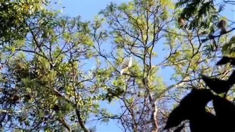 White Bellbird Procnias Albus Araponga Da Amazônia Youtube