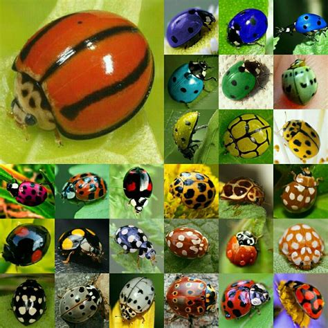 Colorful Ladybugs