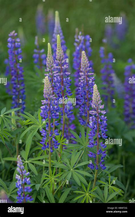 Vielblättrige Lupine Stauden Lupine Staudenlupine Lupinen Lupinus