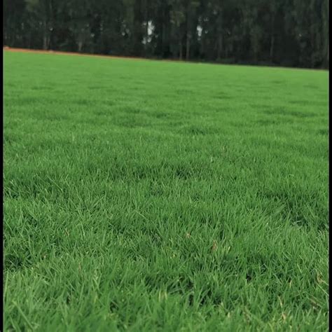 rectangular lawn natural grass   price  bengaluru id