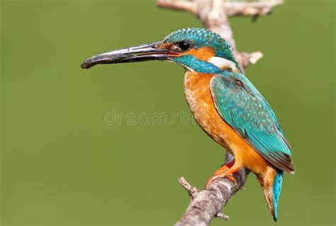 Ommon Kingfisher Alcedo Atthis A Male Bird With His Prey Sits On A