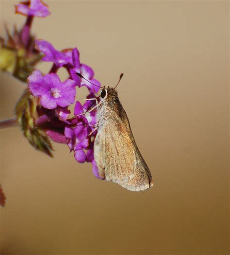 Eufala Skipper Gtm Research Reserve Butterfly Guide Inaturalist