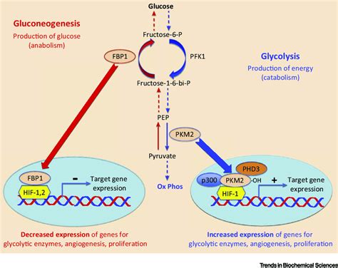 Competing Metabolic Pathways Induce Opposing Regulation Of Gene