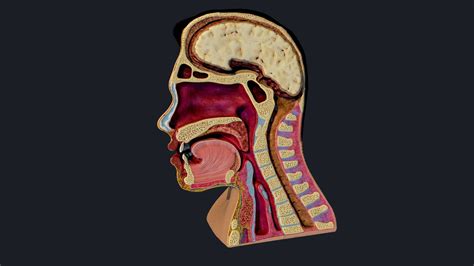 Nasal Pharynx Dissection Head Buy Royalty Free 3d Model By Flarar